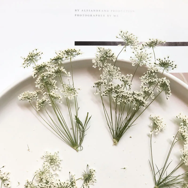 Dried Flower Bouquet - 5-7Cm/12 Chiếc, Tuyết Hoa Nhỏ Xíu