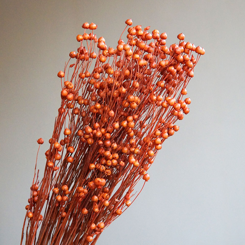 35g/Preserved Ormosia Hosiei N - đánh giá và giá Dried Flower Bouquet