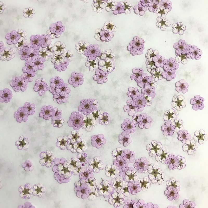 Pressed Mini Narcissus Dried F - đánh giá và giá Dried Flower Bouquet
