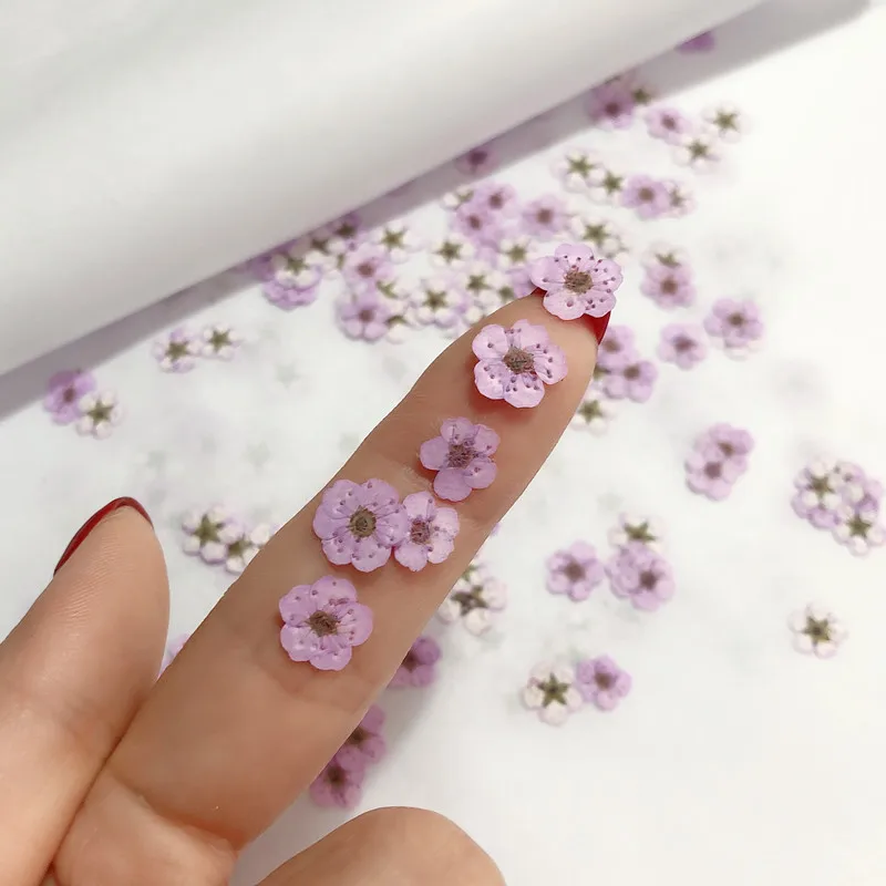 Pressed Mini Narcissus Dried F - đánh giá và giá Dried Flower Bouquet