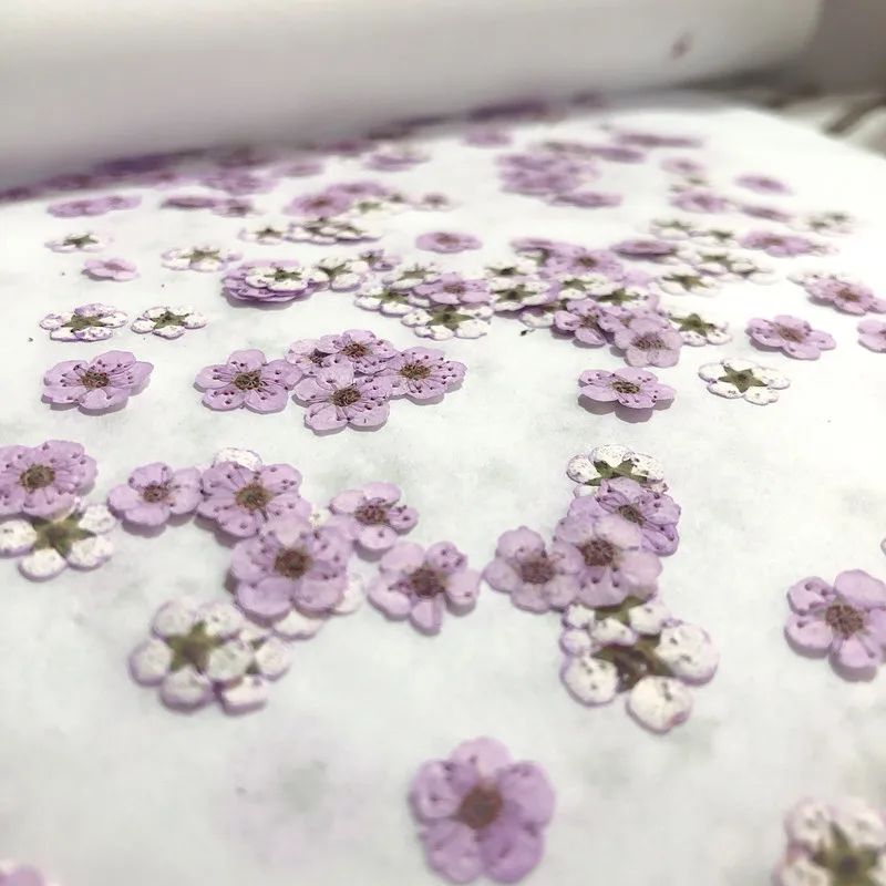 Pressed Mini Narcissus Dried F - đánh giá và giá Dried Flower Bouquet