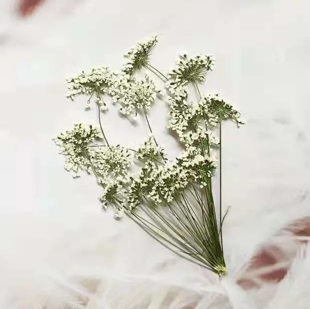 5-7Cm/12 Chiếc, Tuyết Hoa Nhỏ  - đánh giá và giá Dried Flower Bouquet