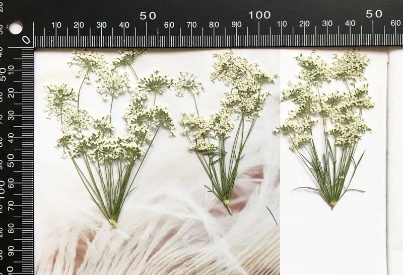 5-7Cm/12 Chiếc, Tuyết Hoa Nhỏ  - đánh giá và giá Dried Flower Bouquet