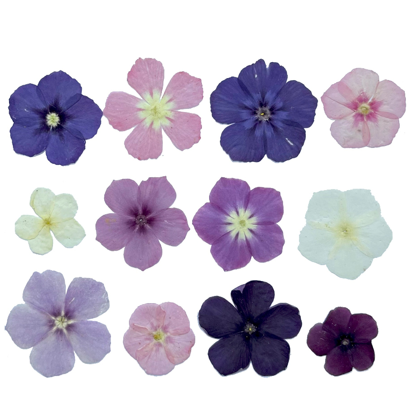 12pcs,Semi-Transparent Niche P - đánh giá và giá Dried Flower Bouquet